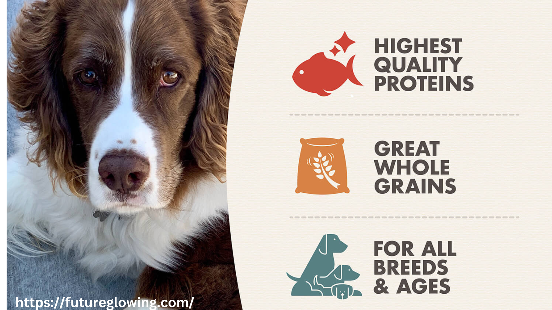 Fromm Dog Food: A Beginner’s Guide